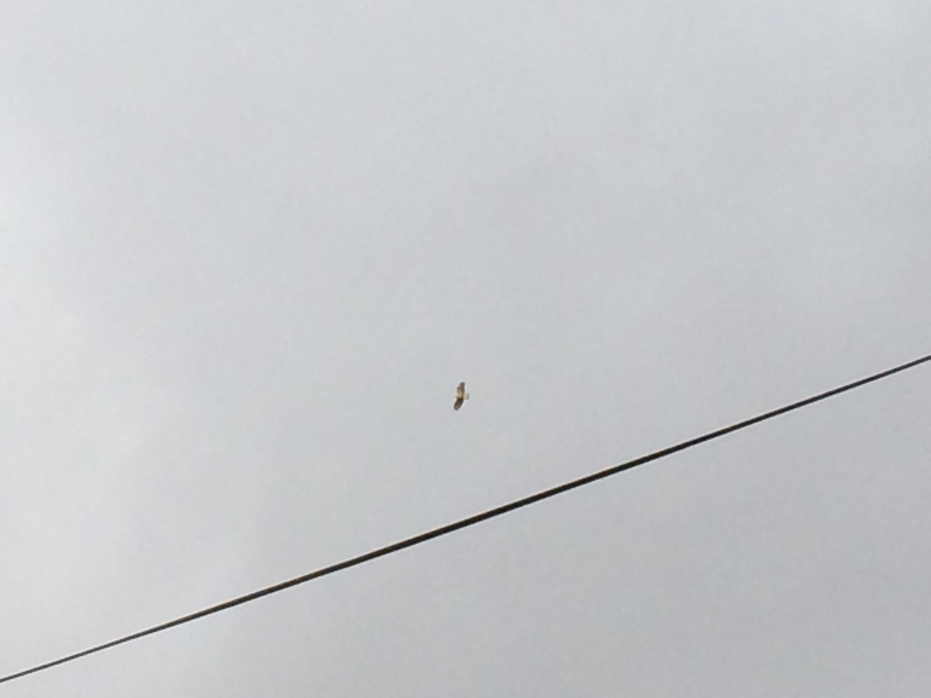 A golden eagle flying, near a cable
