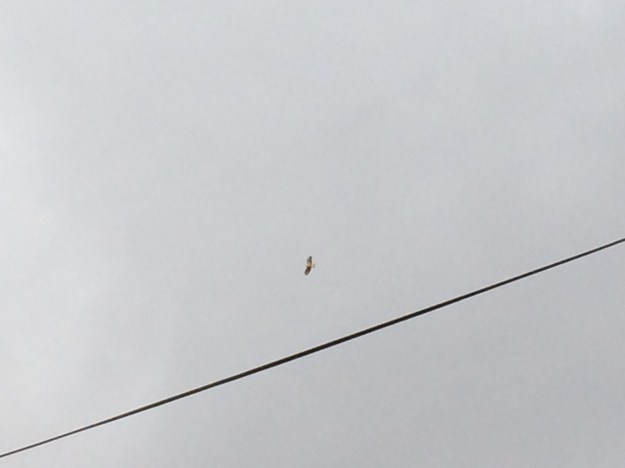 A golden eagle flying, near a cable